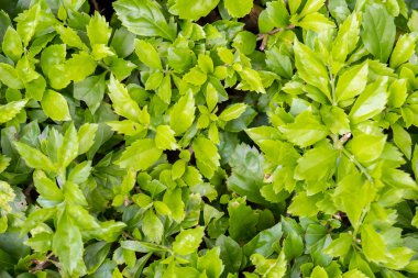 yeşil yaprakları Bush sabah yaz aylarında güneş ışığı altında. yeşil çalı bahçe dekorasyon için kullanmak için açık bitkidir