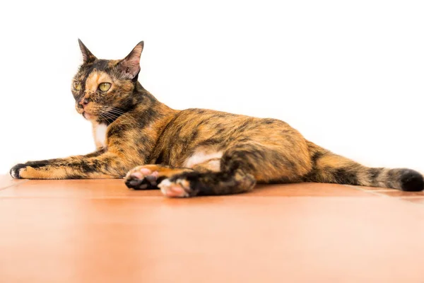 Eine Entspannte Erwachsene Tabby Katze Die Sich Auf Das Erdgeschoss — Stockfoto