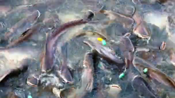 Children Feeding Food Fish Buddhist Sabbath Temple Day Most Buddhist — Stock Video