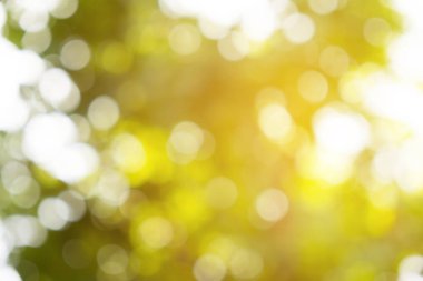 akşam güneş ışığı bokeh ile parkta bulanıklık bitki. yaz sezonunda güzel güneşli bir gün.