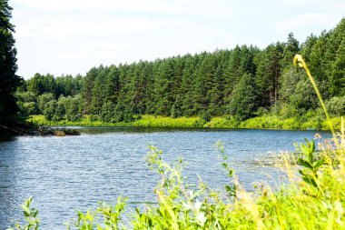 sıcak bir yaz gününde orman nehri