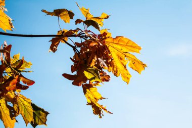 Akçaağaç yaprakları mavi gökyüzüne karşı