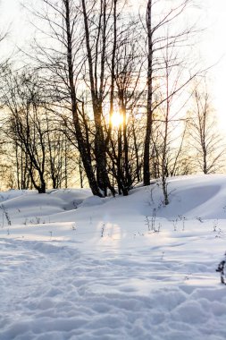 kış güneşinde ağaç dalları