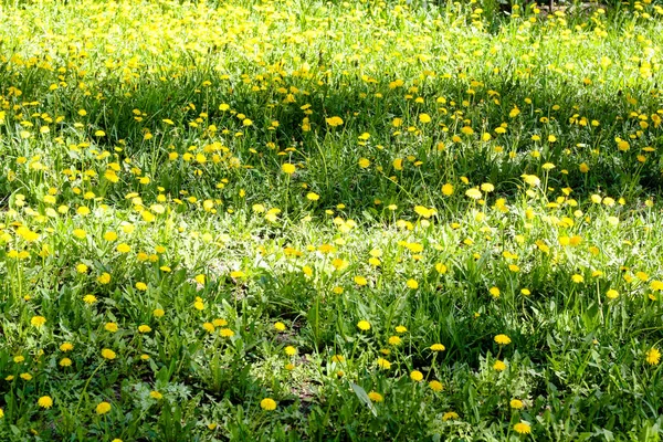 Meadow glade of yellow dandelions — Stock Photo, Image