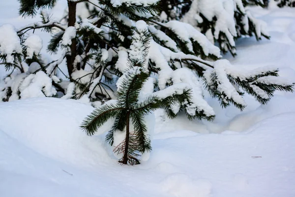 Ель на краю зимнего леса — стоковое фото