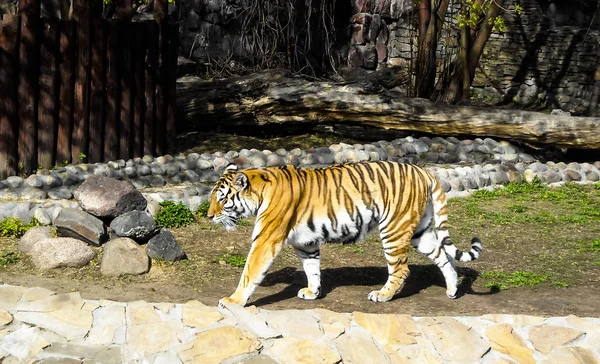 Gestreifter Tiger im Zoo — Stockfoto