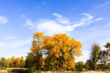 mavi gökyüzü karşı sarı ağaçlar