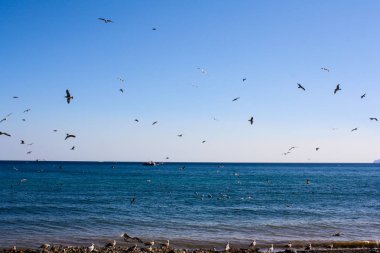 kuşlar deniz tarafından sinek