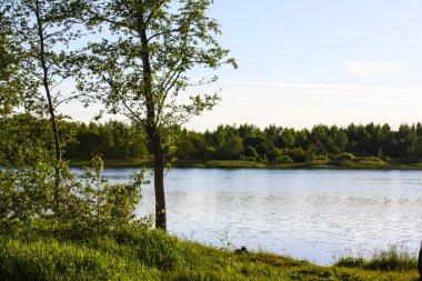 Nehrin yanındaki büyük ağaç.