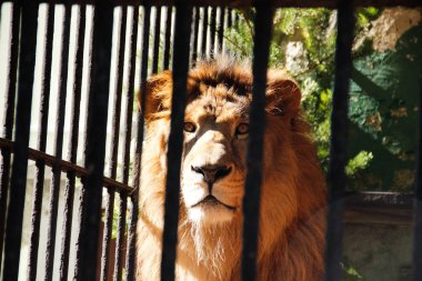 hayvanat bahçesinde parmaklıklar arkasında aslan