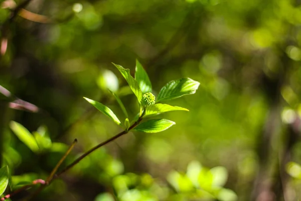 Ramo verde de um Bush com folhas — Fotografia de Stock