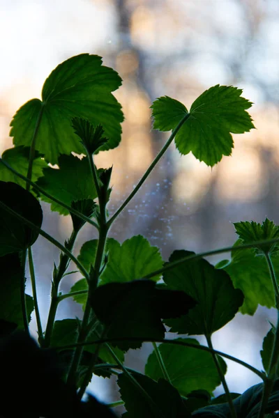 Folhas de grama verde no peitoril da janela — Fotografia de Stock