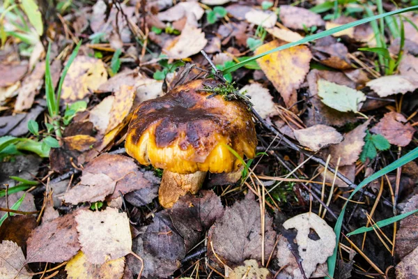 Jamur di bawah dedaunan musim gugur di hutan — Stok Foto