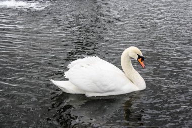 bir kış gölet üzerinde beyaz kuğu