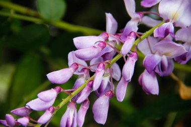 çiy damla mor gladiolus