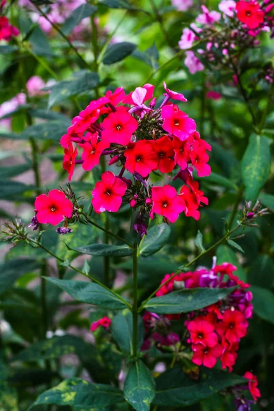 Massor av lila små blommor — Stockfoto