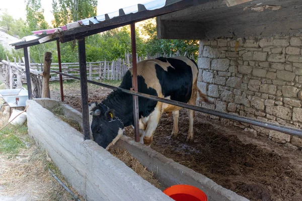 yeşil ağaçlarda boğa besleme