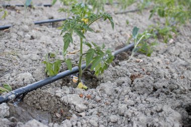Yakın yukarı damla sulama sistemi. Domates alanında kullanılan su tasarrufu sağlayan damla sulama sistemi.