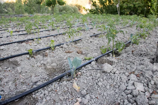 Close Up Drip Irrigation System. Water-saving drip irrigation system used in a tomato field.