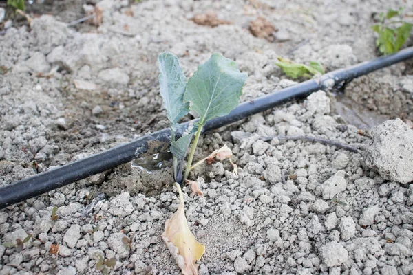 Yakın yukarı damla sulama sistemi. Domates alanında kullanılan su tasarrufu sağlayan damla sulama sistemi.