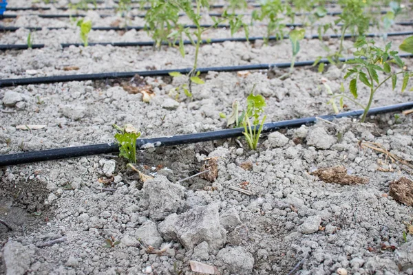 Close Up Drip Irrigation System. Water-saving drip irrigation system used in a tomato field.