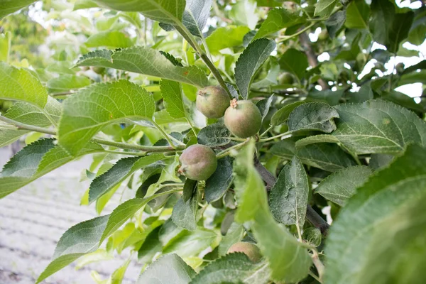 Πραγµατικά ΟΙΚΟΛΟΓΙΚΟΥ άγουρος μήλα σε ένα υποκατάστημα δέντρο με φύλλα που έχουν απομονωθεί — Φωτογραφία Αρχείου