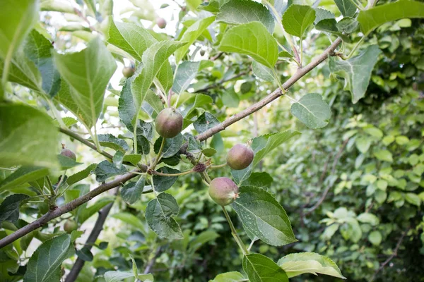 Real green unripe apples on a tree branch with leaves isolated — Stock Photo, Image