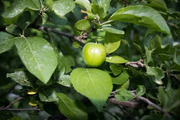 Close Up de ameixas verdes em uma cesta isolada, frutas de primavera populares com um sabor azedo muito afiado originado — Fotografia de Stock