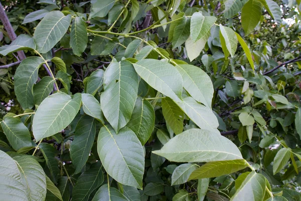 Árbol de nuez de hoja verde, increíble maravilla de la naturaleza —  Fotos de Stock