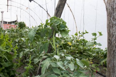 Bahçe yatağında büyüyen yeşil domates. Yeşil çilek ile sera domates. Bir şube üzerinde yeşil domates.