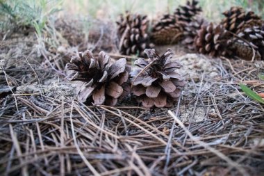 Dökülen çam yaprakları üzerinde yeşil çam koni