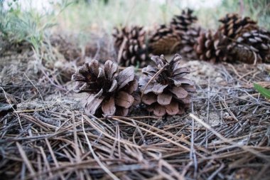 Dökülen çam yaprakları üzerinde yeşil çam koni