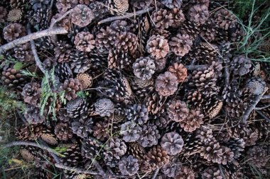 Dökülen çam yaprakları üzerinde yeşil çam koni