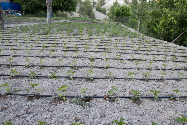 Yakın yukarı damla sulama sistemi. Domates alanında kullanılan su tasarrufu sağlayan damla sulama sistemi.