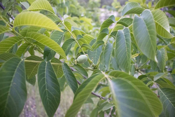 Árvore de noz folhosa verde, incrível maravilha da natureza — Fotografia de Stock