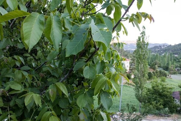 Yeşil yapraklı ceviz ağacı, muhteşem doğa harikası