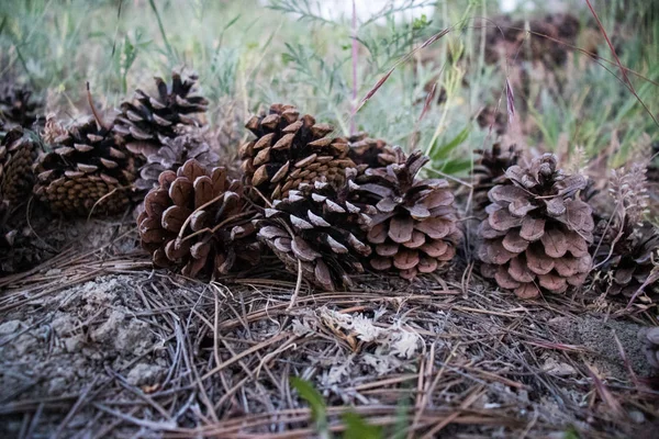 Dökülen çam yaprakları üzerinde yeşil çam koni