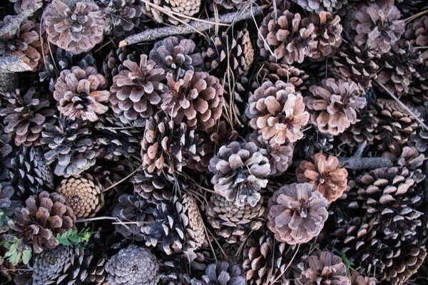 Cono de pino verde sobre hojas de pino derramadas — Foto de Stock