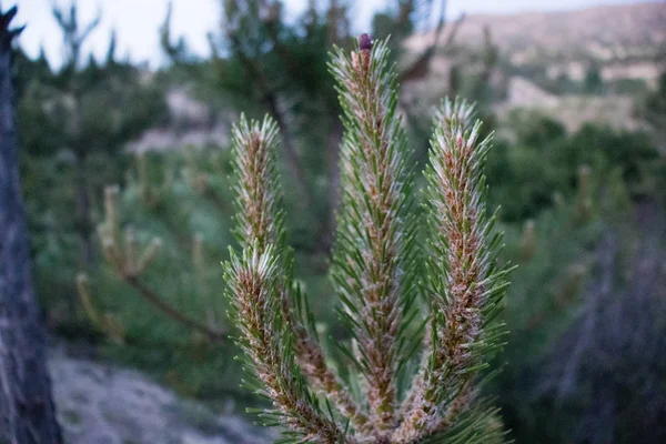 Yeşil arka planda izole çam dalı
