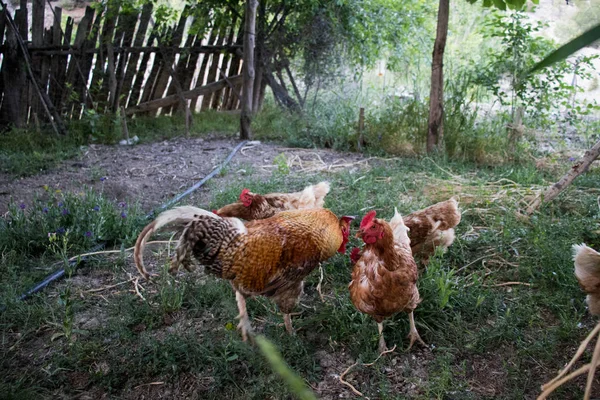Horoz ve Tavuklar. Serbest Penis ve Tavuklar
