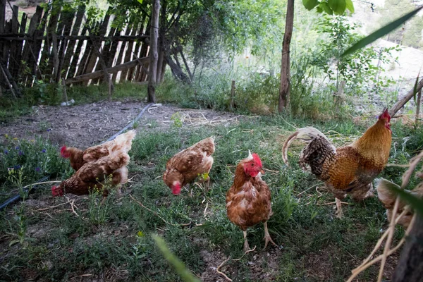 Rooster and Chickens. Free Range Cock and Hens