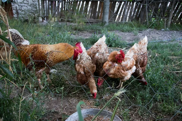 Kogut i kurczaki. Kogut i kury na wolnym wybiegu — Zdjęcie stockowe