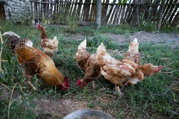 Horoz ve Tavuklar. Serbest Penis ve Tavuklar