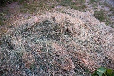 Yulaf ve kurutulmuş otlar yere koydu