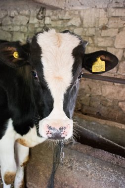 inek çiftliği istikrarlı, ambarda kapalı