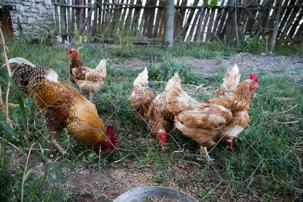 Horoz ve Tavuklar. Serbest Penis ve Tavuklar