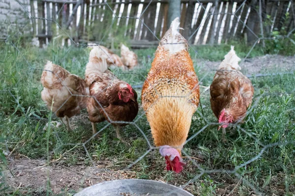 Rooster a Chickens. Volný výběh péro a slepice — Stock fotografie