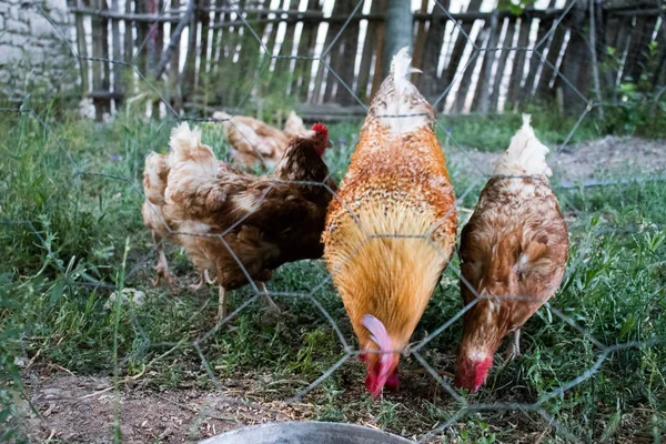 Horoz ve Tavuklar. Serbest Penis ve Tavuklar