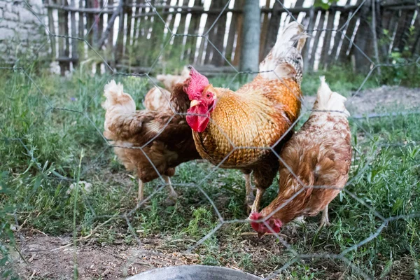 Horoz ve Tavuklar. Serbest Penis ve Tavuklar