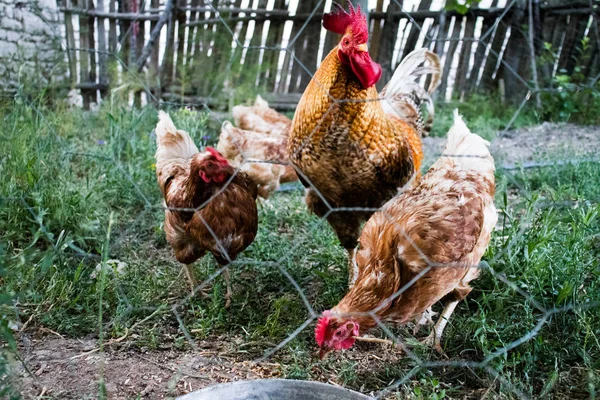 Rooster and Chickens. Free Range Cock and Hens